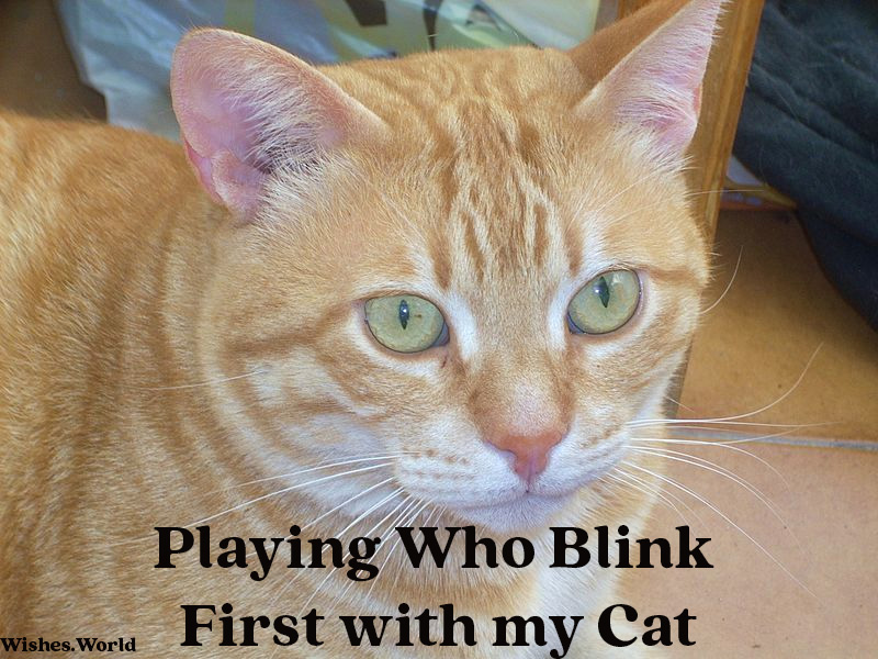 Playing-who-blink-first-with-cat
